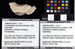 Foto (Objket + Etiketten) von Gastrosacus tuberosiformis (Lorenthey, 1929) 